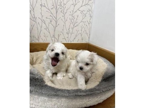 Çok özel maltipoo yavrularımız