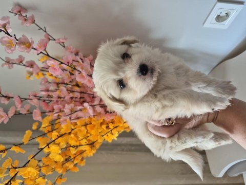 Maltese terrier yavrum