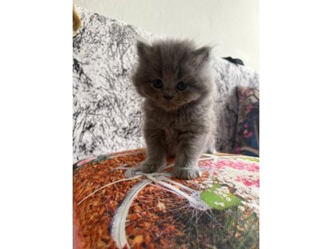 Yavru kedilere sıcacık yuvalar arıyoruz!