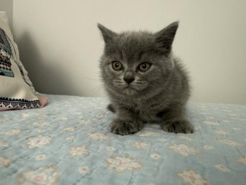 British shorthair 55 günlük