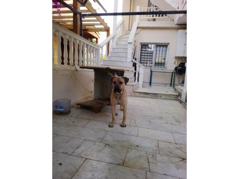 Presa canario bakamıyorum hastalıklar var o yüzden veriyorum