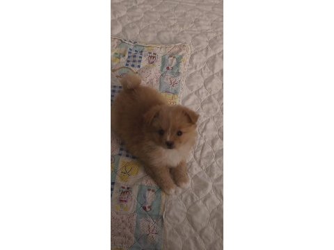 Latte tadında maltipoo