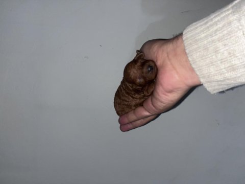 Rezerveye açık toy poodle bebekler