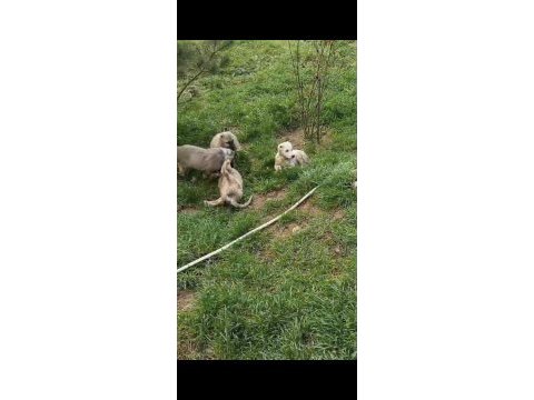 Irk ve sağlık garanti kangal yavrularımız