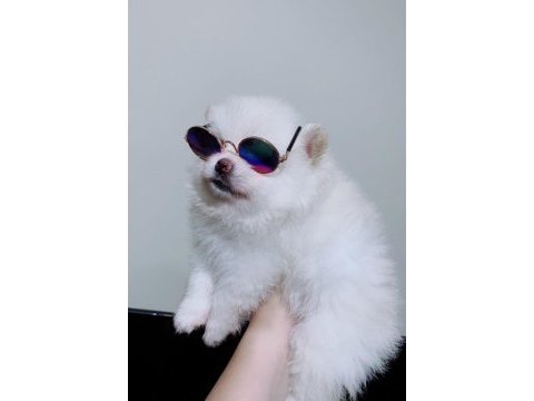 Pomeranian dişi güzellik