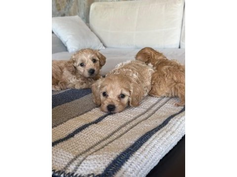 Sevgıyle buyuyen maltipoo yavrularımız