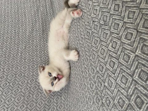 Yavru british shorthair