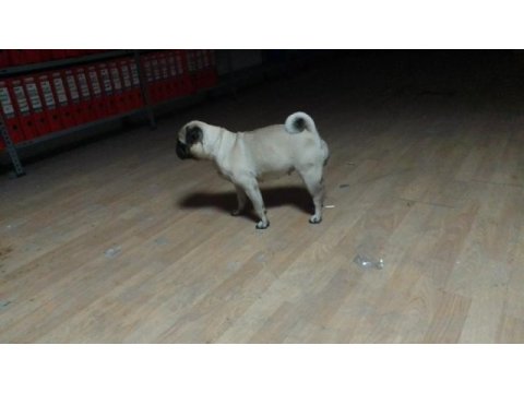 3 yaşında pug
