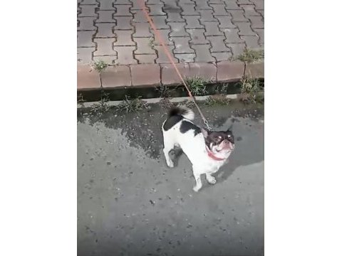 Acil uygun fiyatlı şivava