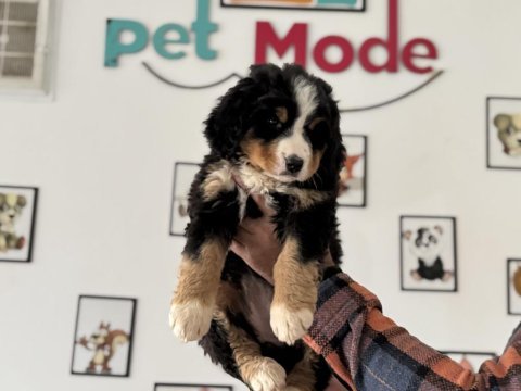 Petmode köpek çiftliğinden bernese yavrumuz