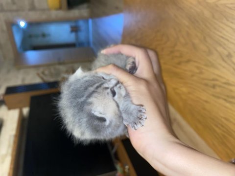 Yavru kedim scottish fold