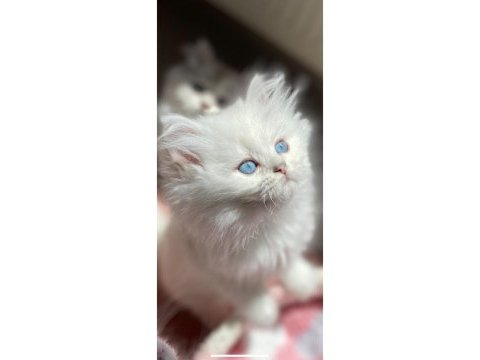 Dişi ve erkek yavrular