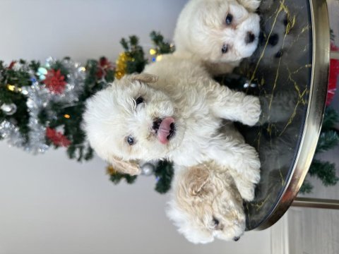 Maltese terriyer köpekler