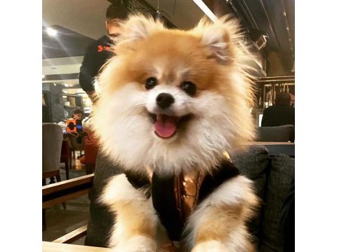 Çok tatlı sevimli harika pomeranian köpeğim karamel