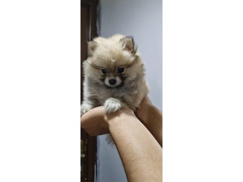 Pomeranian boo erkek ve dişi yavrularımız