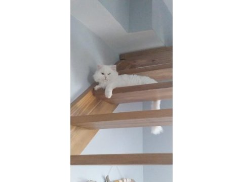 Scottish straight beyaz erkek kedi
