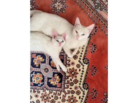 Acil sahiplendirme kedimiz