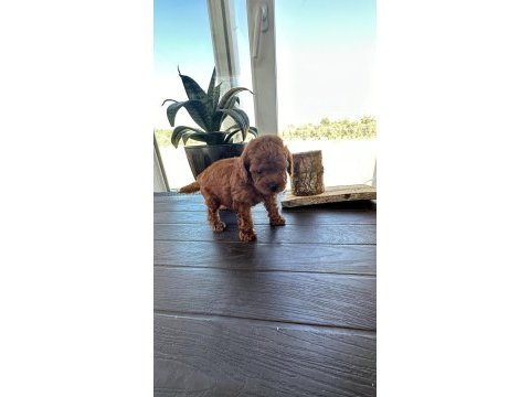 Boy kilo garantili teacup erkek poodle