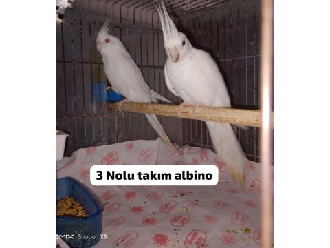 Albino ister tek ister takım sultan papağanı
