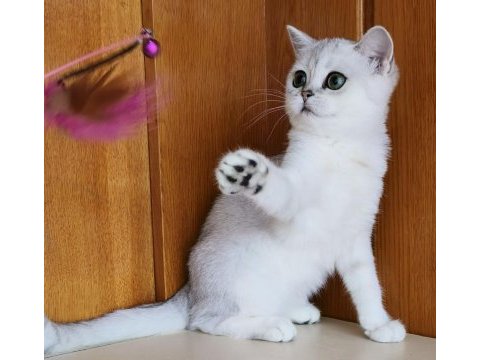 Scottish straight shorthair ns11 dişi