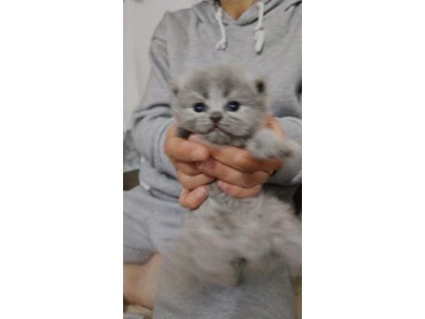 Yavru british shorthair