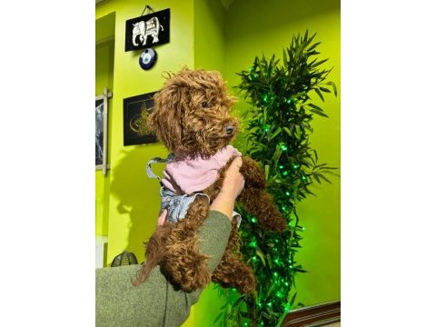 Toy poodle brown