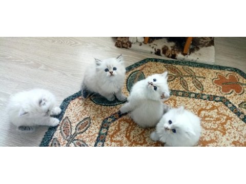 British longhair ve shorthair ırk garantili yavrular