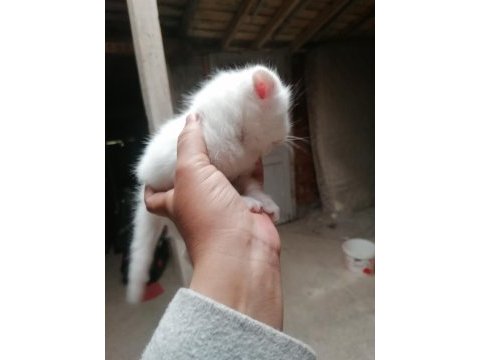 45 günlük yavru british shorthair