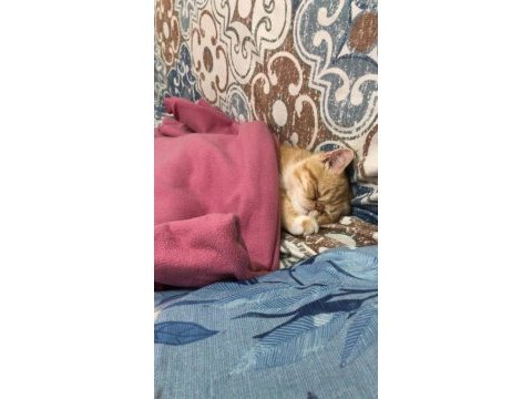 Exotic shorthair 6 aylık