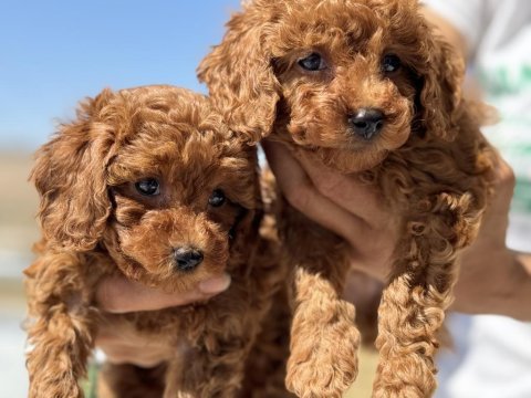 Çiftliğimizde toy poodle ları görüp ala bilirsiniz