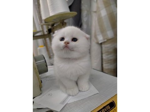 45 günlük scottish fold yavrumuz