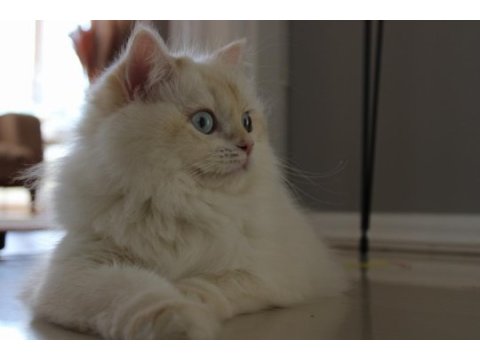 11 aylık british longhair dişi kedi (ücretli)