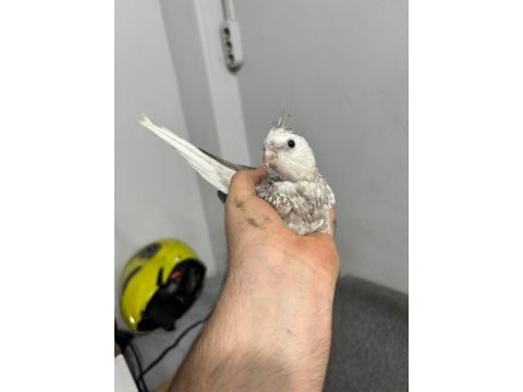 A kalite sultan papağanları