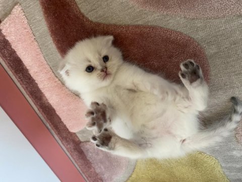 Sağlıklı 26 günlük bebeklerimiz scottish fold