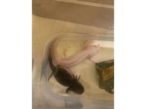 Dişisi hamile aksolotl çift