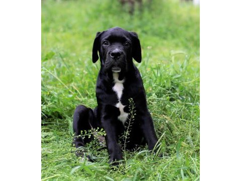 Şecere belgeli ırk ve sağlık garantili cane corso yavrular