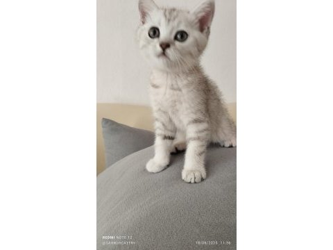 Silver güzellik british shorthair kedimiz