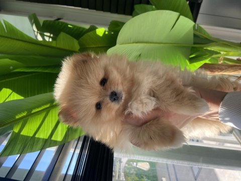 3 aylık dişi ve erkek pomeranian