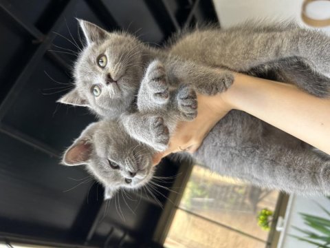 British shorthair