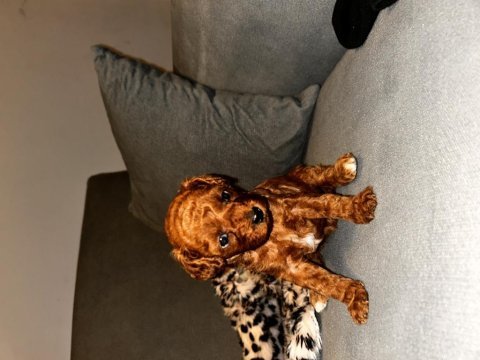 Toy poodle bebişler