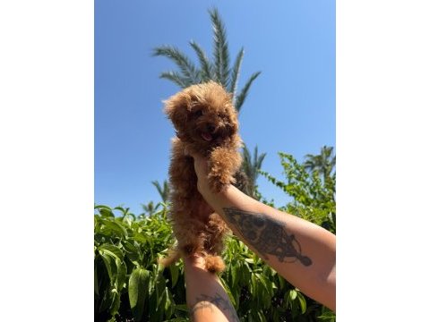 Kore erkek poodle mini