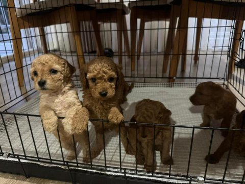 2 aylık poodle yavrularımız