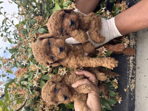 İçinizi ısıtan toy poodle bebekler