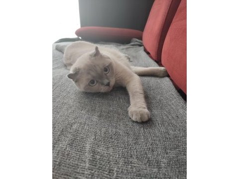 1 yaşında dişi scottish fold