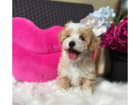 Maltipoo mini teacup yavrularımız