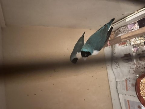 Mavi goldian finch takım