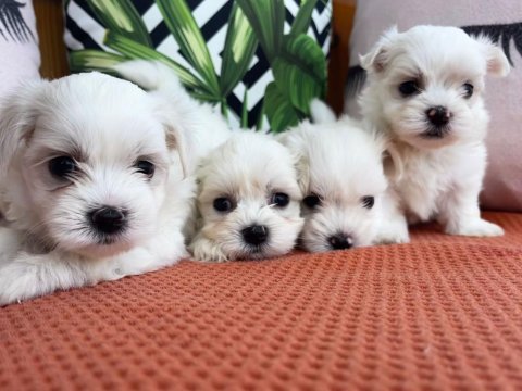 Maltese terrier yavruları ücretsiz değildir