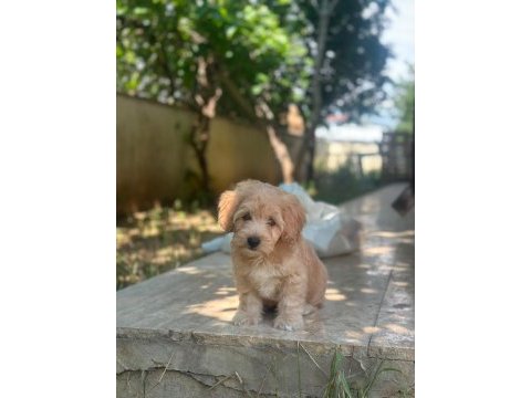 Yuva arıyoruz maltipoo köpeğimize