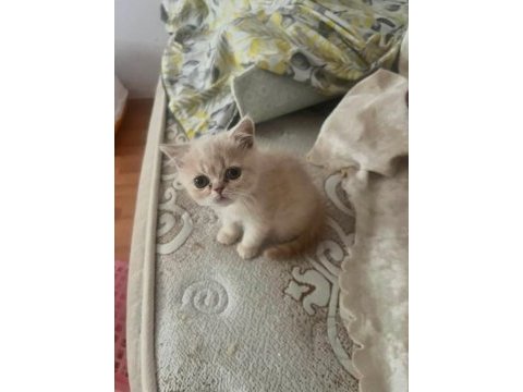Yavru ve anne kedimiz eşyaları ile verilecek