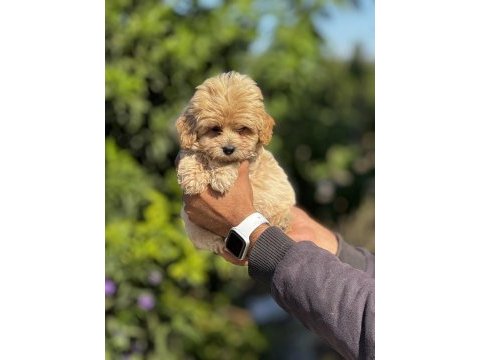Maltipoo orijinal yavrularımız
